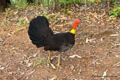 Brush Turkey, BRD-Huhn in Cairns