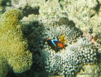 Clownfische am Great Barrier Reef