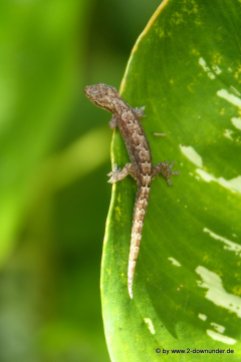 Kleiner Gecko auf Blatt (1)