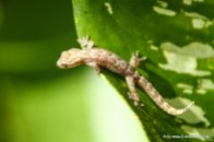 Kleiner Gecko auf Blatt (2)