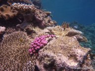 Korallen und Fische am GBR (10)