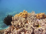 Korallen und Fische am GBR (11)