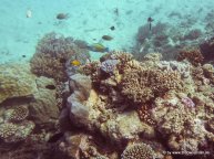 Korallen und Fische am GBR (12)