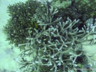 Korallen und Fische am GBR (13)