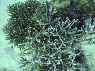 Korallen und Fische am GBR (13)