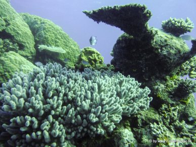 Korallen und Fische am GBR (14)