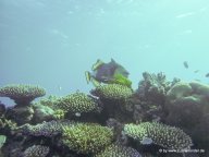 Korallen und Fische am GBR (15)