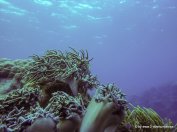 Korallen und Fische am GBR (17)
