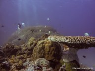 Korallen und Fische am GBR (19)