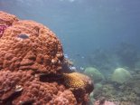 Korallen und Fische am GBR (2)