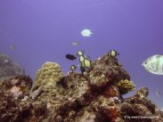 Korallen und Fische am GBR (20)