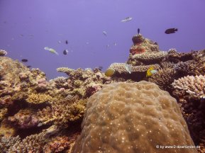 Korallen und Fische am GBR (22)