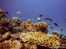 Korallen und Fische am GBR (23)