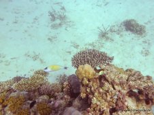 Korallen und Fische am GBR (24)