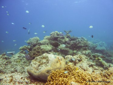 Korallen und Fische am GBR (26)