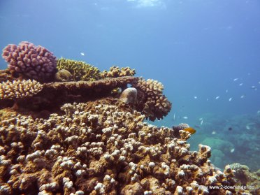 Korallen und Fische am GBR (27)