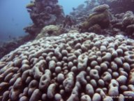 Korallen und Fische am GBR (28)