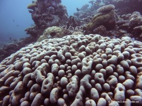 Korallen und Fische am GBR (28)