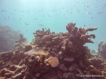 Korallen und Fische am GBR (29)