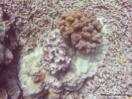 Korallen und Fische am GBR (30)