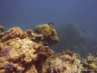 Korallen und Fische am GBR (31)