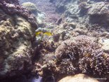 Korallen und Fische am GBR (5)