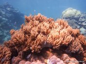 Korallen und Fische am GBR (8)