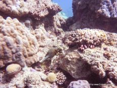 Korallen und Fische am GBR (9)