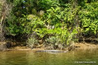 Krokodil beim Daintree River Cruise (1)