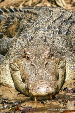 Krokodil beim Daintree River Cruise (2)