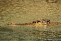 Krokodil beim Daintree River Cruise (3)