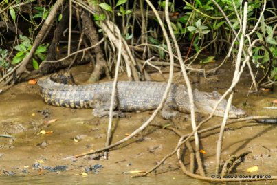 Krokodil beim Daintree River Cruise (4)