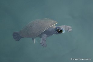 Süßwasserschildkröte am Lake Echam in den Tablelands (1)