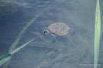 Süßwasserschildkröte am Lake Echam in den Tablelands (2)