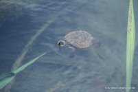 Süßwasserschildkröte am Lake Echam in den Tablelands (2)