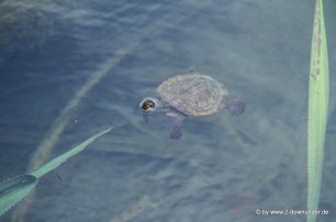Süßwasserschildkröte am Lake Echam in den Tablelands (2)