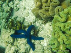 Seestern am Great Barrier Reef
