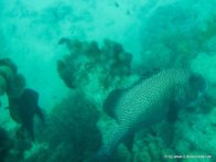 Unterwasserwelt beim Schnorcheln am Great Barrier Reef (1)