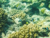 Unterwasserwelt beim Schnorcheln am Great Barrier Reef (10)