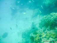 Unterwasserwelt beim Schnorcheln am Great Barrier Reef (11)