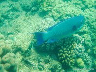 Unterwasserwelt beim Schnorcheln am Great Barrier Reef (12)
