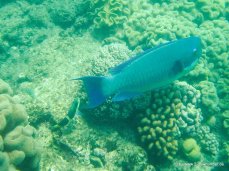 Unterwasserwelt beim Schnorcheln am Great Barrier Reef (12)