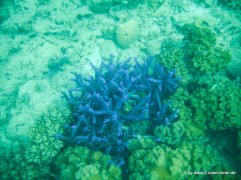 Unterwasserwelt beim Schnorcheln am Great Barrier Reef (7)