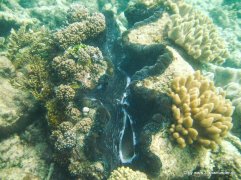 Unterwasserwelt beim Schnorcheln am Great Barrier Reef (8)