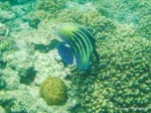 Unterwasserwelt beim Schnorcheln am Great Barrier Reef (9)