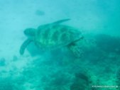 Wasserschildkröte beim Schnorcheln am Great Barrier Reef