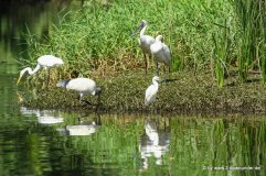 Wasservögel bei der Daintree River Cruise (2)