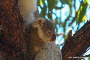 Koala und Babykoala auf Magnetic Island (1)