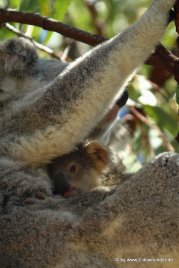 Koala und Babykoala auf Magnetic Island (3)