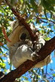 Koala und Babykoala auf Magnetic Island (4)